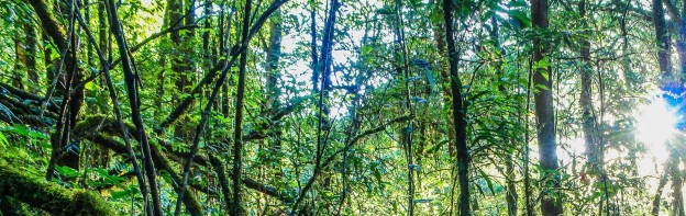environment-forest-jungle-904788